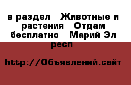  в раздел : Животные и растения » Отдам бесплатно . Марий Эл респ.